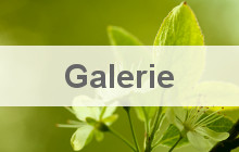 Galerie